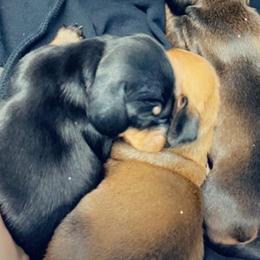 Dachshunds from Gerri's Cuties
