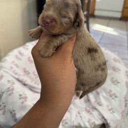 Butterscotch - Dapple male Dachshund puppy in Menifee, California from TeenieWeenieDoxies