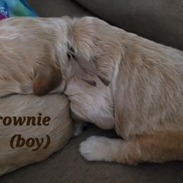 Goldendoodle Puppies from 3 Willows Goldendoodles
