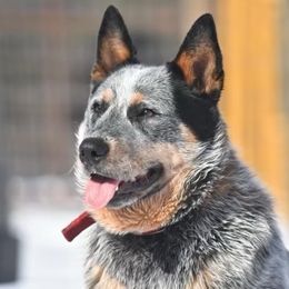 Rip - Australian Cattle Dog