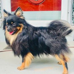 Cambria - Pomeranian