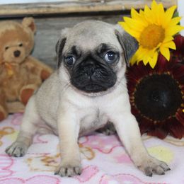 Lila - Fawn female Pug puppy in Morton, Illinois from Dream on puppies