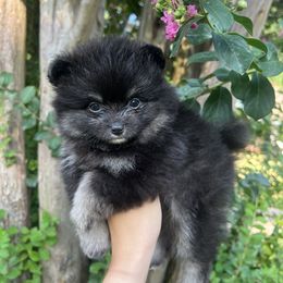 Girl 1 - Black and tan Pomeranian puppy in Muskogee, Oklahoma from Wonderlust Pomeranians
