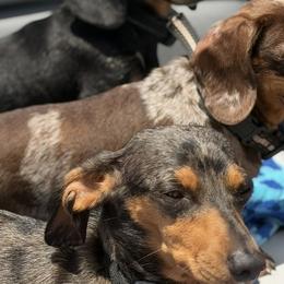 Dachshunds and French Bulldogs from Britany’s Boujee Breeds