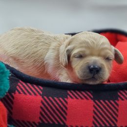 Pink collar girl - Buff female Cockapoo puppy in Middletown, Ohio from Blessed Chaos