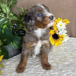 Bean - Blue merle female Bernedoodle puppy in Seymour, Missouri from D and D’s Dandy Doodles