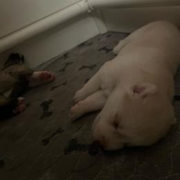 Prompto - Sable and white male Siberian Husky puppy in Bangs, Texas from Final Siberians