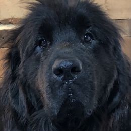 Newfoundlands from Gentle Giant Newfoundlands