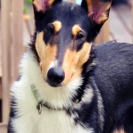 Pancho - Collie