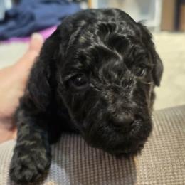 Charlie - Black and white male Aussiedoodle puppy in Windom, Texas from Wild Farm Puppies