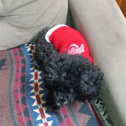 King - Poodle