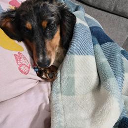 Sprinkles - Dachshund