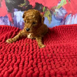 Patrick - Red  male Poodle puppy in Lawrenceburg, Tennessee from LUV Poodles and Maltipoos