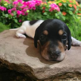 Minnie - Piebald female Dachshund puppy in Greenfield, Ohio from Buck Run Creek Dachshunds
