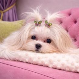 Milena - White female Maltese puppy in California from Yorkie & Maltese Royalty