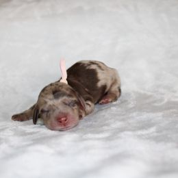 Winter - Dapple female Dachshund puppy in Lebanon, Tennessee from TH&R Miniature Dachshunds