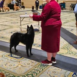 Mishka - Belgian Sheepdog