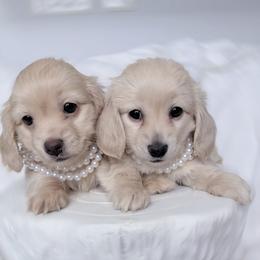 Princess - Cream female Dachshund puppy in Richmond, Virginia from Irresistible Dachshunds & Cavaliers