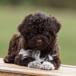 Cayden - Brown male Lagotto Romagnolo puppy in Seymour, Missouri from Terra Incognita