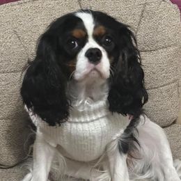 Harlow - Cavalier King Charles Spaniel