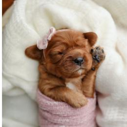 Cavalier King Charles Spaniel Puppies from Sweet Southern Cavaliers