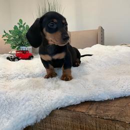 Harley - Black and tan male Dachshund puppy in Menifee, California from Dachshunds in SoCal