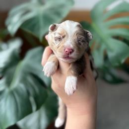 Denali (on hold) - Red merle female Toy Australian Shepherd puppy in Quincy, Michigan from Ivy Meadows and Friends