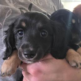 White paw - Black and cream female Dachshund puppy in Otto, North Carolina from Windy Ridge Dachshunds