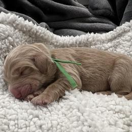 Bougainvillea Bo - Cream male Goldendoodle puppy in The Woodlands, Texas from Gracie's Goldendoodles and Bernedoodles
