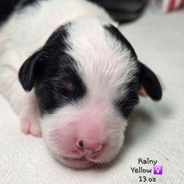 Yellow - Black and white female Bernedoodle puppy in Rockledge, Florida from Stormie's Doodles