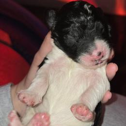 Girl 5 - Black and white female Bernedoodle puppy in Mckenzie, Tennessee from Small Town Doodles & Poodles