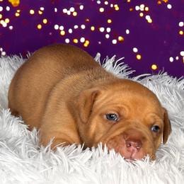 Rolo - Liver male American Bully puppy in Nashville, Tennessee from SimplyBullies