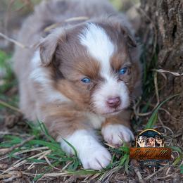 Miniature American Shepherd, Miniature Australian Shepherd, and Toy Australian Shepherd Puppies from Best Little Aussies