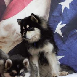 Harry - Pomsky