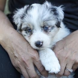 Australian Shepherd Puppies from Lake Creek Aussies
