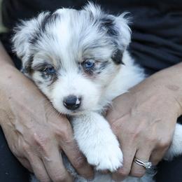 Australian Shepherd Puppies from Lake Creek Aussies
