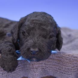 Jacob blue collar - Black male Goldendoodle puppy in Lexington, North Carolina from Deborah’s Doodles