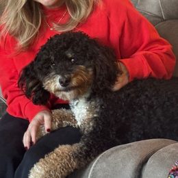 Molly - Bernedoodle