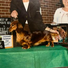 Penny - Dachshund