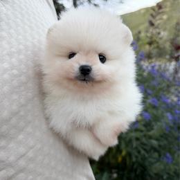 Thunder x Daisy Cream Male - Cream male Pomeranian puppy in Pocatello, Idaho from Avalon Pomeranians