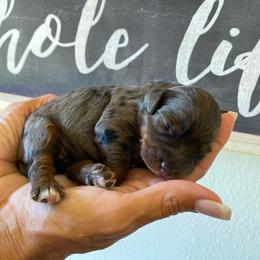 Girl 2 - Blue merle female Bernedoodle puppy in Millsap, Texas from Gaston’s Posh Poodles and Doodles
