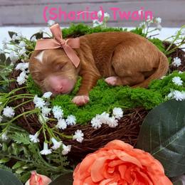 ( Shania )Twain - Apricot female Goldendoodle puppy in Burley, Idaho from Gold Country mini doodles