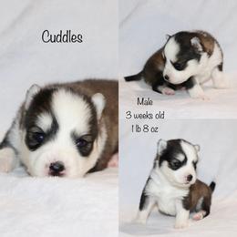 Cuddles - Black and white male Pomsky puppy in Denham Springs, Louisiana from Bayouland Pomskies