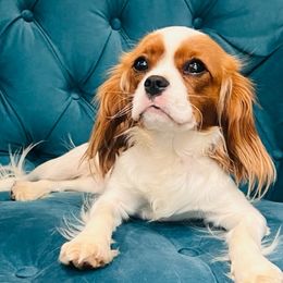 Adeline - Cavalier King Charles Spaniel