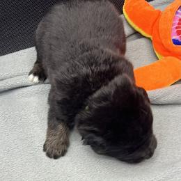 Boy 5 - Black and tan male German Shepherd puppy in Sharon Grove, Kentucky from Julie’s Shepherds