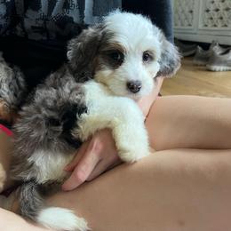Maple - Blue merle female Aussiedoodle puppy in Omro, Wisconsin from Crystal Ridge Doodles