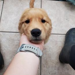 Golden Retriever Puppies from Emma's Golden Puppers