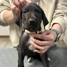 Angel's Envy - Black and white female Great Dane puppy in Chapmansboro, Tennessee from Balthrop Bend Farms