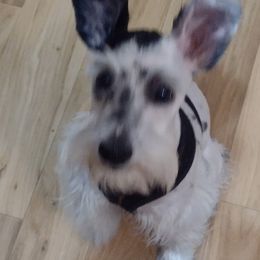 Charlie - Miniature Schnauzer