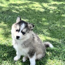 Felix - Tri-color male Pomsky puppy in Amarillo, Texas from Pom Pom Pomskies